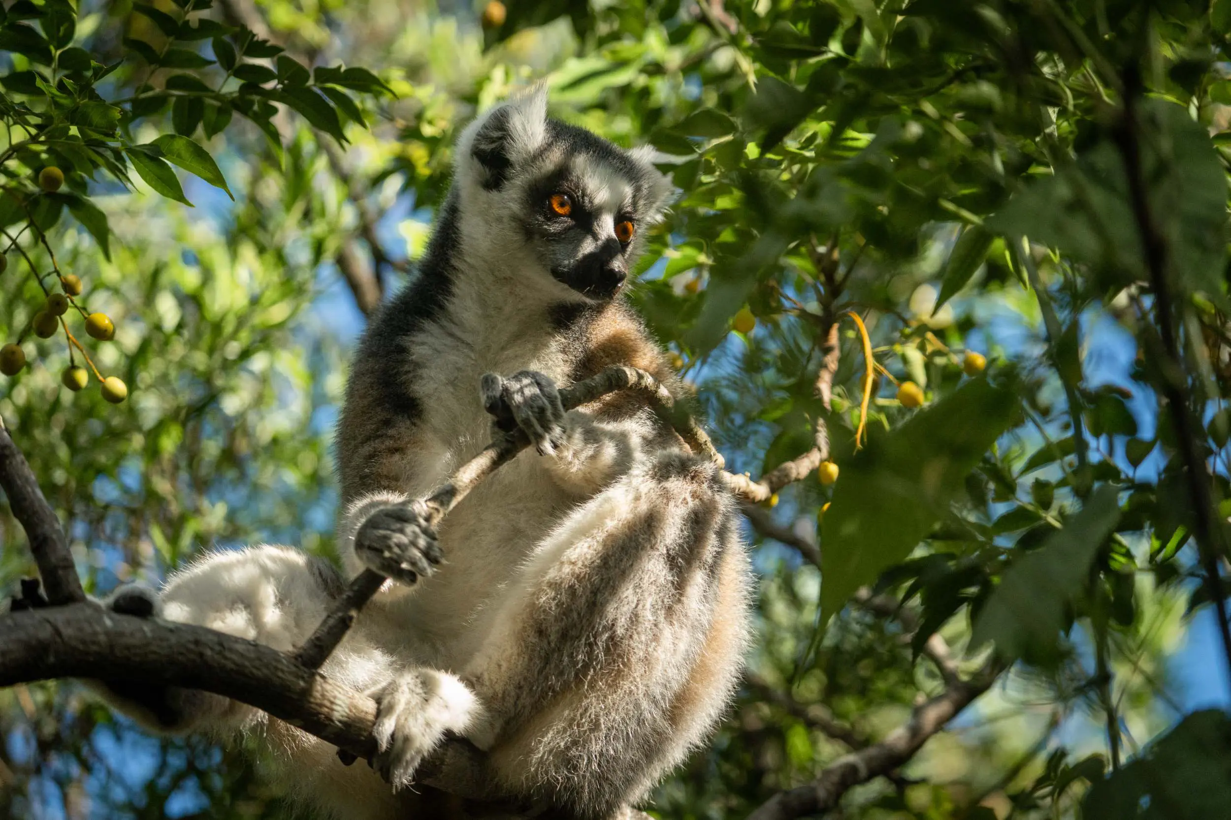Lémurien sur une branche à Madagascar