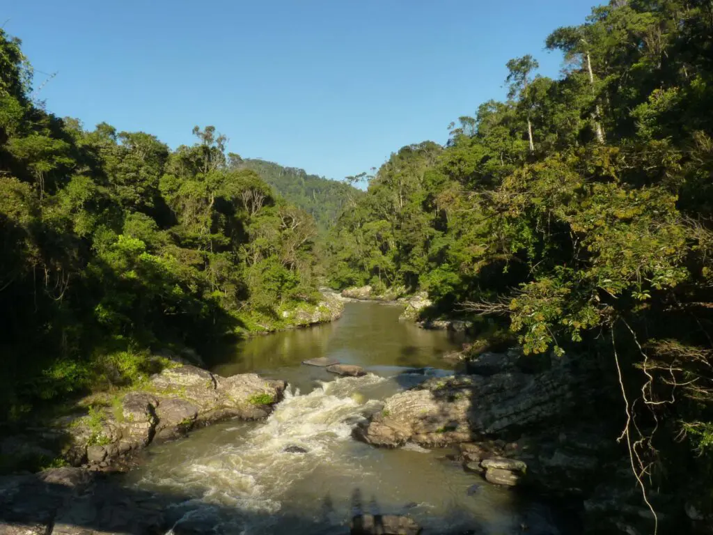 Rivière dans une forêt tropicale