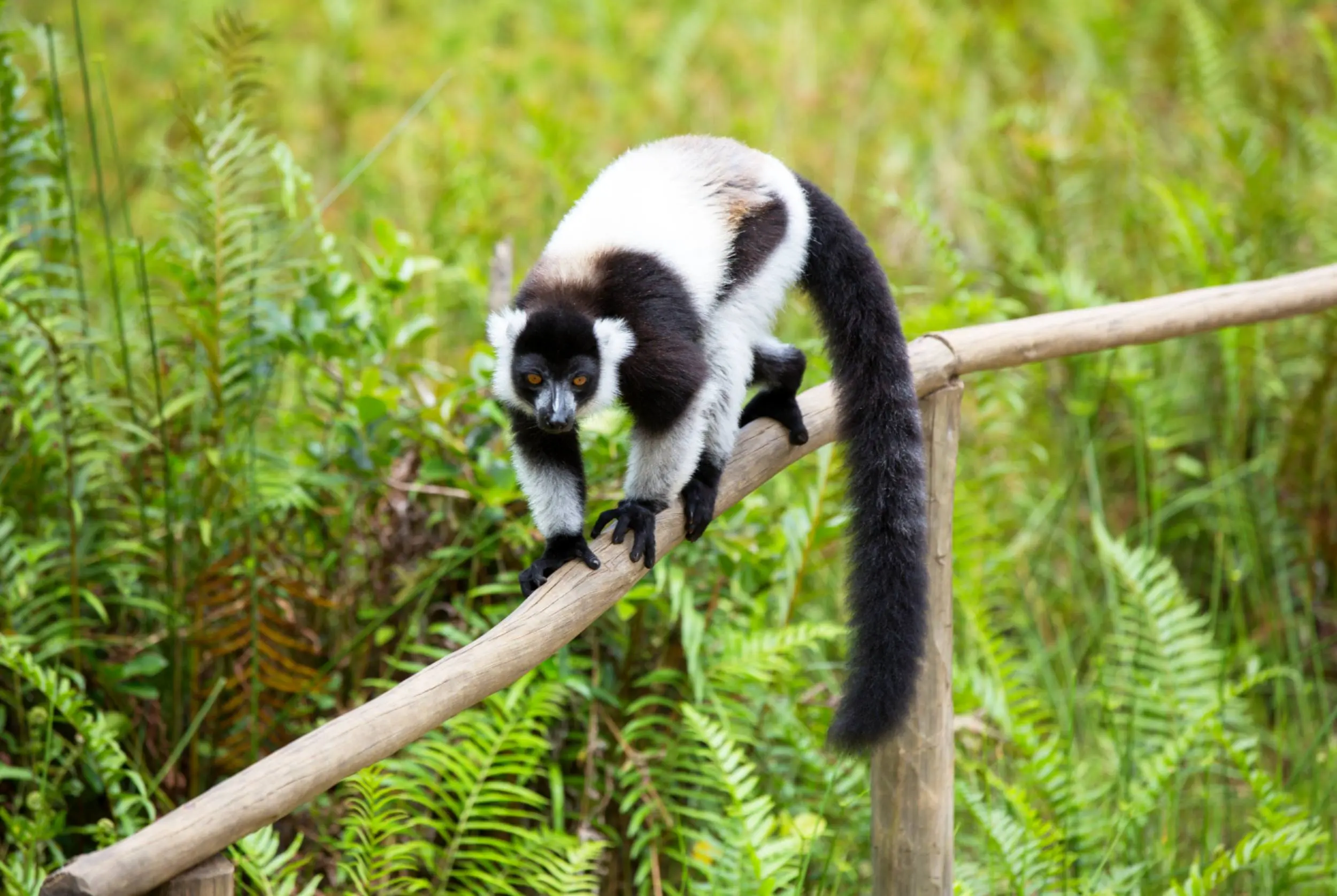 Lémurien sur une branche à Madagascar