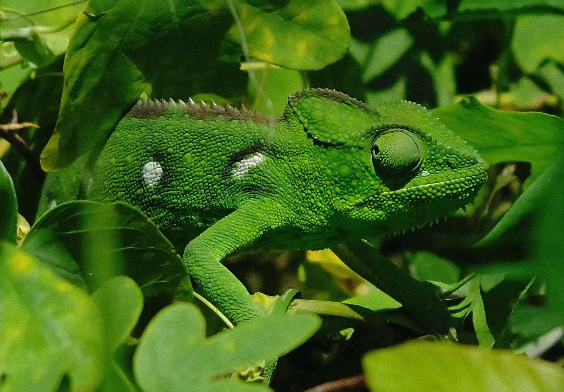 Caméléon vert
