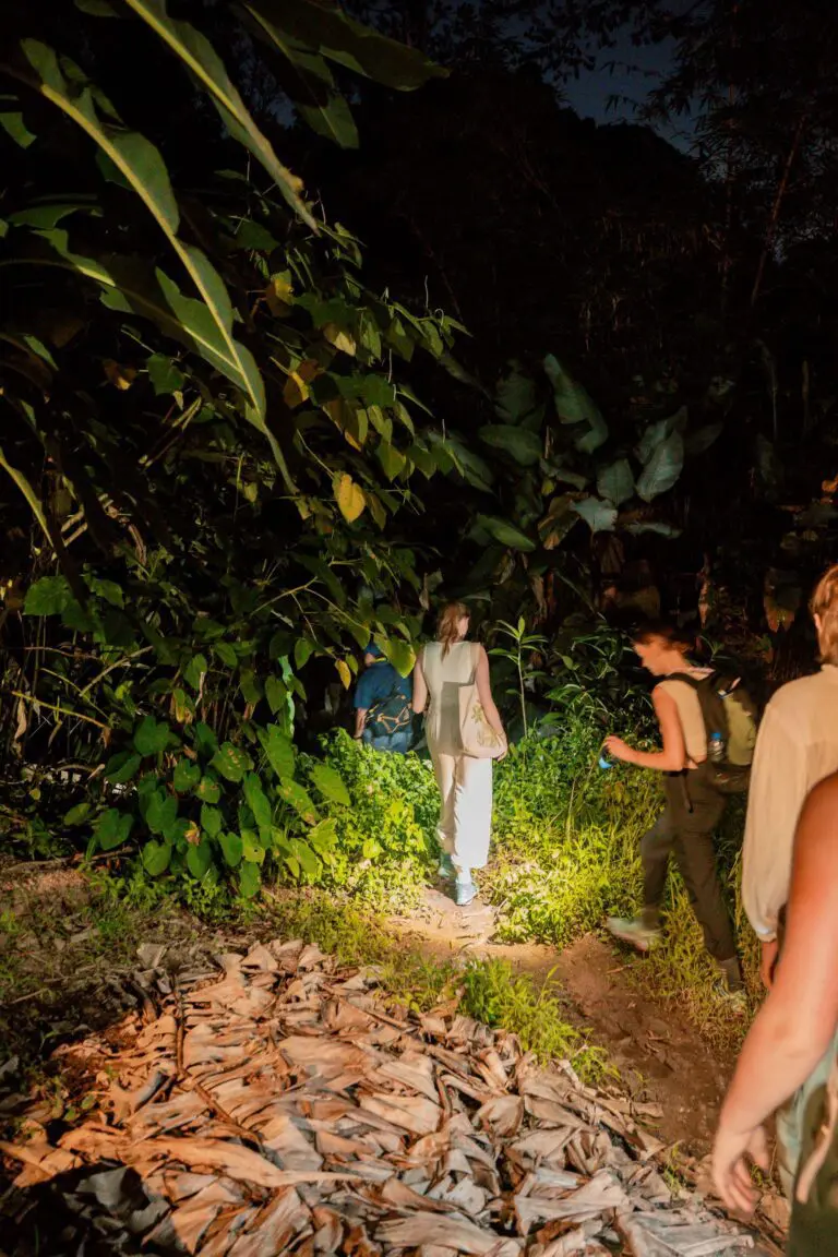 Balade nocturne dans la jungle