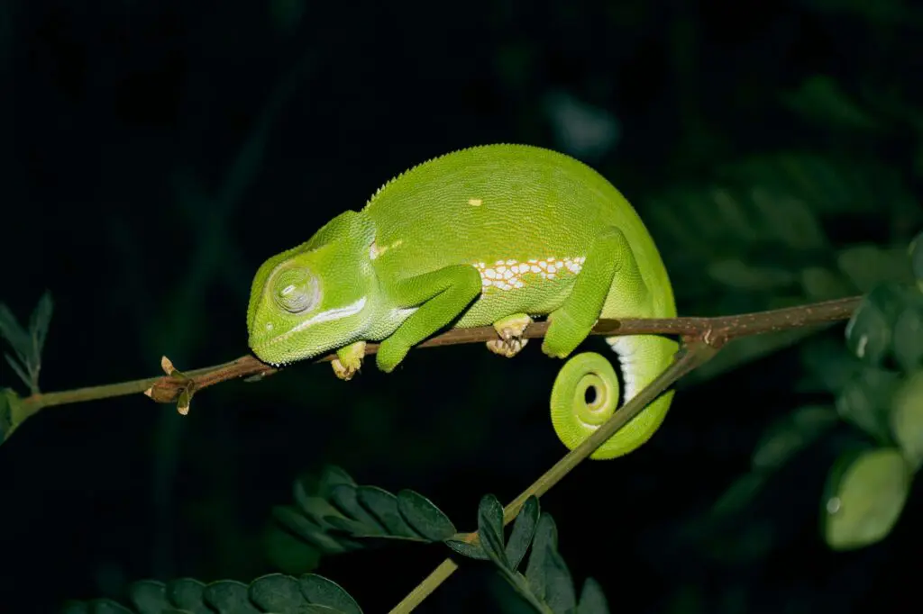 Caméléon de nuit sur une branche