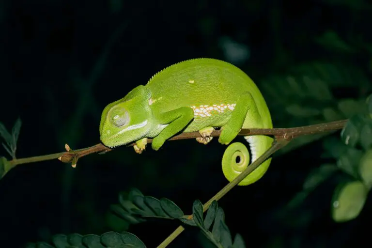 Caméléon de nuit sur une branche