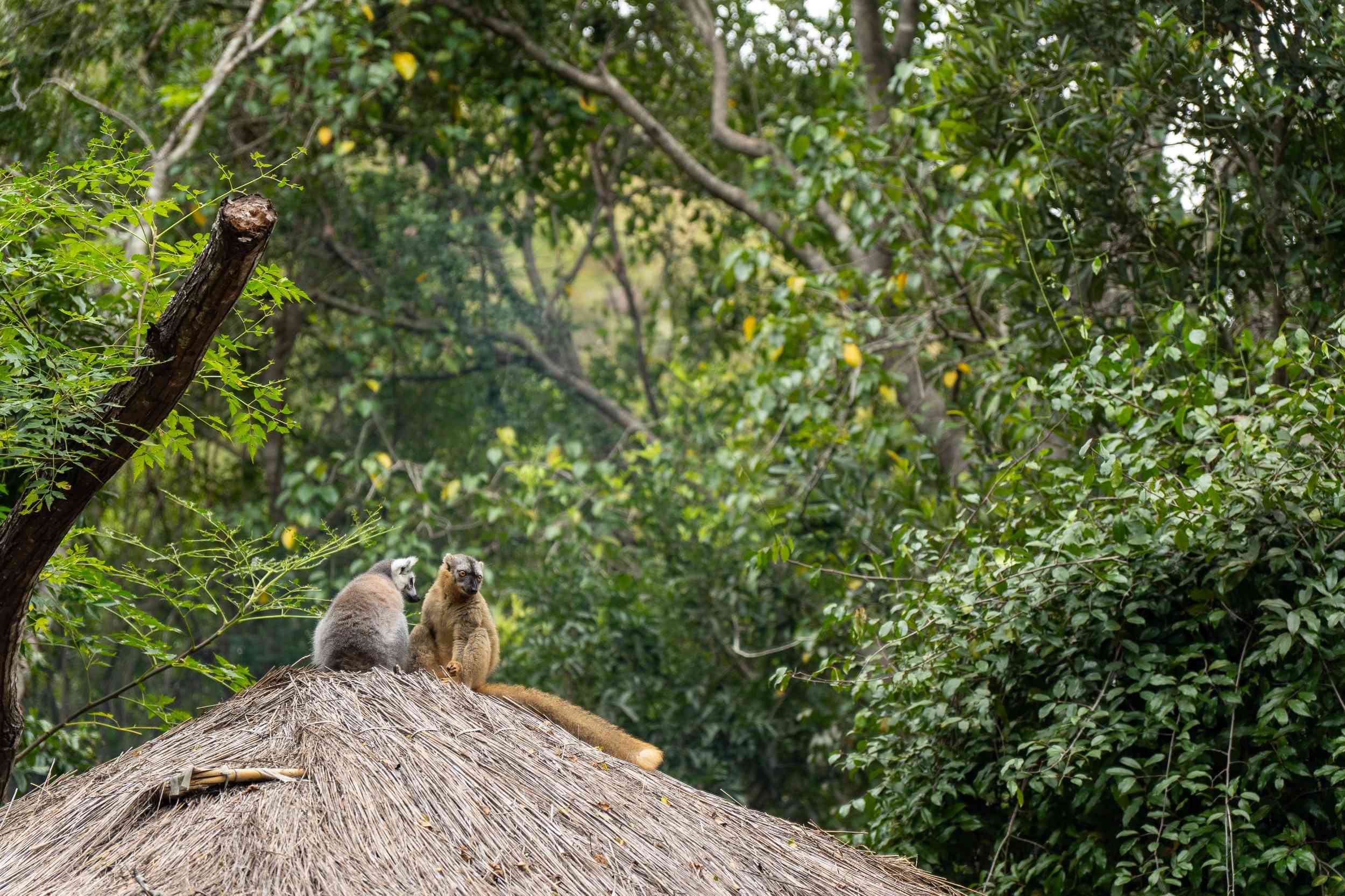 Lemur on a thatched roof in Madagascar