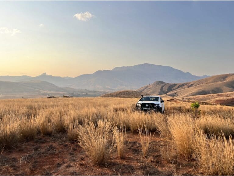 4x4 in a landscape with tall grass