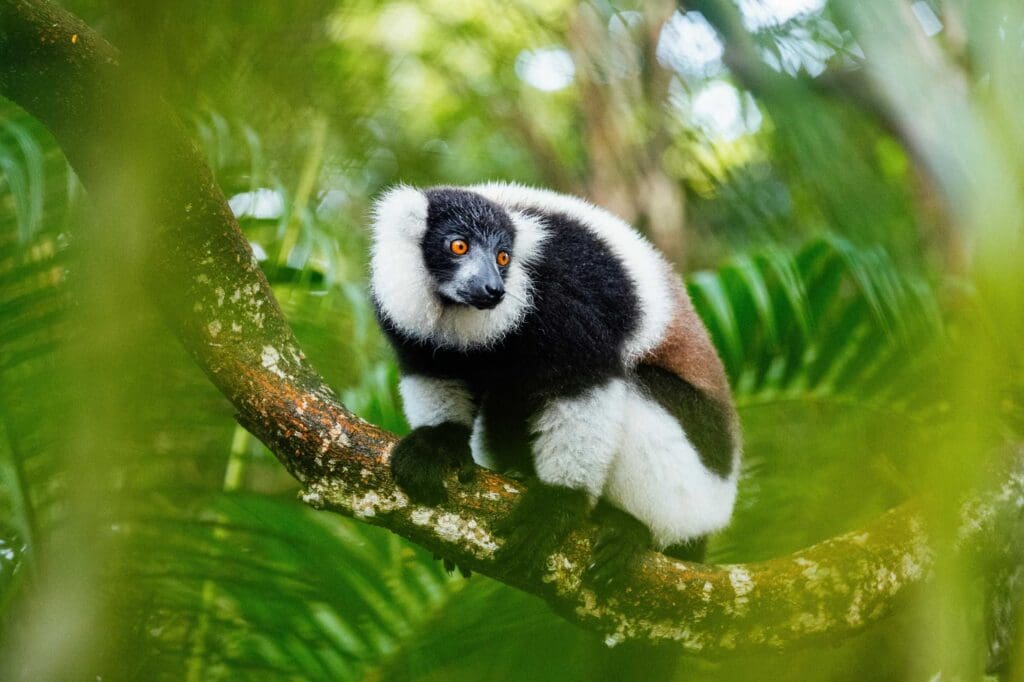 Lémurien op een tak in Madagascar