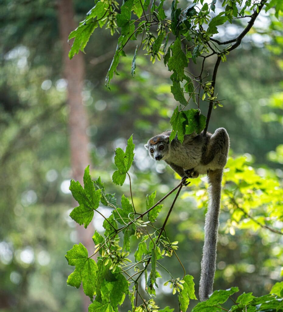 Lémurien op een tak in Madagascar