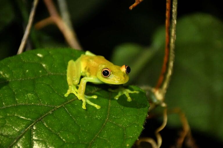 Grenouille de nuit sur une branche