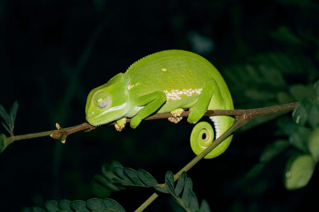 Caméléon de nuit sur une branche