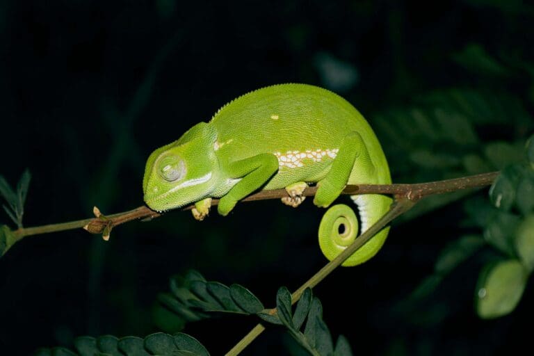 Caméléon de nuit sur une branche