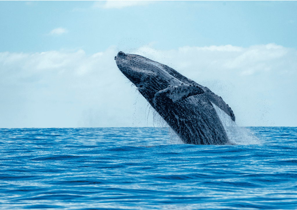 bultrugwalvis die uit het water springt in de oceaan