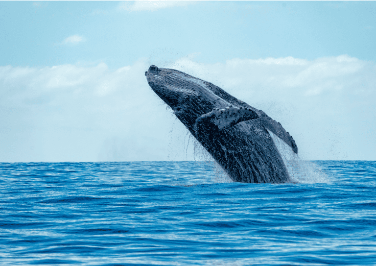 bultrugwalvis die uit het water springt in de oceaan